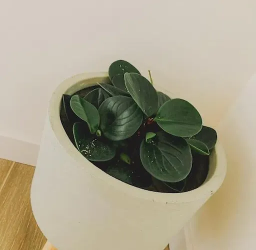 Magnifique T2 Proche Et Refait A Neuf Avec Terrasse * Μεντόν